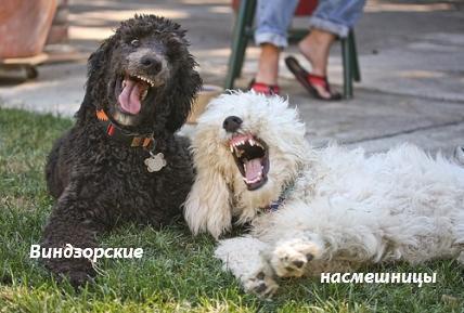 �������� ���������������